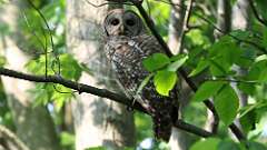 4: Barred Owl 0C3_0165