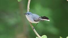 5: Blue-gray Gnatcatcher 0C3_0208