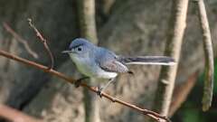 6: Blue-gray Gnatcatcher 0C3_0331