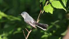 7: Blue-gray Gnatcatcher 0C3_0422