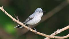 8: Blue-gray Gnatcatcher 0C3_0542