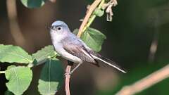 9: Blue-gray Gnatcatcher 0C3_0614