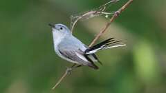 10: Blue-gray Gnatcatcher 0C3_0626