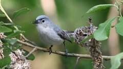 11: Blue-gray Gnatcatcher 0C3_0655