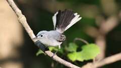12: Blue-gray Gnatcatcher 0C3_0692