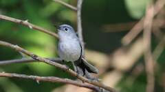 13: Blue-gray Gnatcatcher 0C3_0707