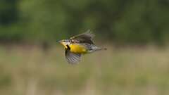 14: Eastern Meadowlark 0C3_1240