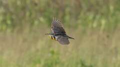 15: Eastern Meadowlark 0C3_1278