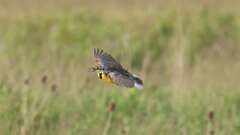 16: Eastern Meadowlark 0C3_1788