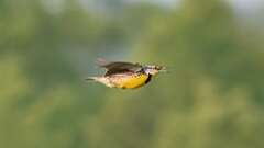 17: Eastern Meadowlark 0C3_2277