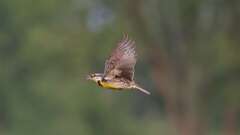 18: Eastern Meadowlark 0C3_2393