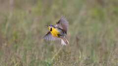 19: Eastern Meadowlark 0C3_2541