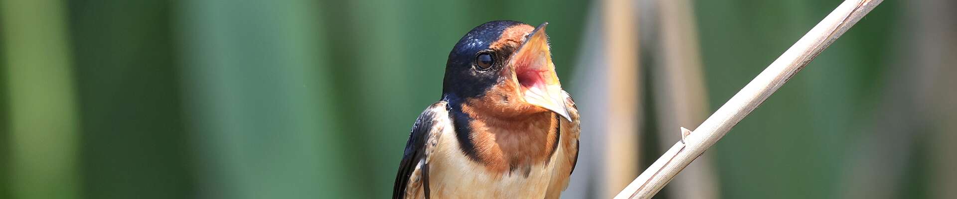 Click to show or hide the buttons