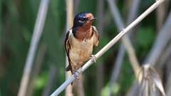 1: Barn Swallow 0C3_0469