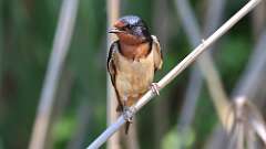 2: Barn Swallow 0C3_0478