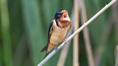3: Barn Swallow 0C3_0511