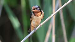 4: Barn Swallow 0C3_0550