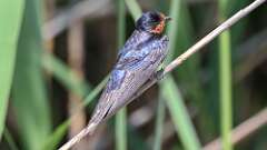 5: Barn Swallow 0C3_0631