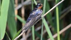 6: Barn Swallow 0C3_0725