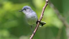 7: Blue-gray Gnatcatcher 0C3_1598