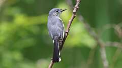 8: Blue-gray Gnatcatcher 0C3_1622