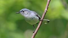 9: Blue-gray Gnatcatcher 0C3_1691