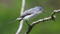 10: Blue-gray Gnatcatcher 0C3_1763