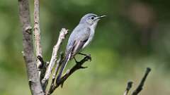 11: Blue-gray Gnatcatcher 0C3_1940