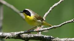 12: Common Yellowthroat 0C3_1853