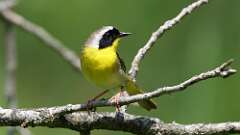 13: Common Yellowthroat 0C3_1862