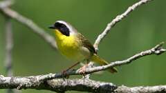 14: Common Yellowthroat 0C3_1871