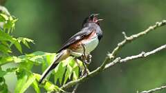 15: Eastern Towhee 0C3_2204