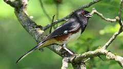 16: Eastern Towhee 0C3_2263