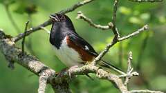 17: Eastern Towhee 0C3_2285