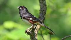 18: Eastern Towhee 0C3_2309
