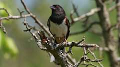 19: Eastern Towhee 0C3_2393