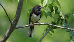 20: Eastern Towhee 0C3_2417