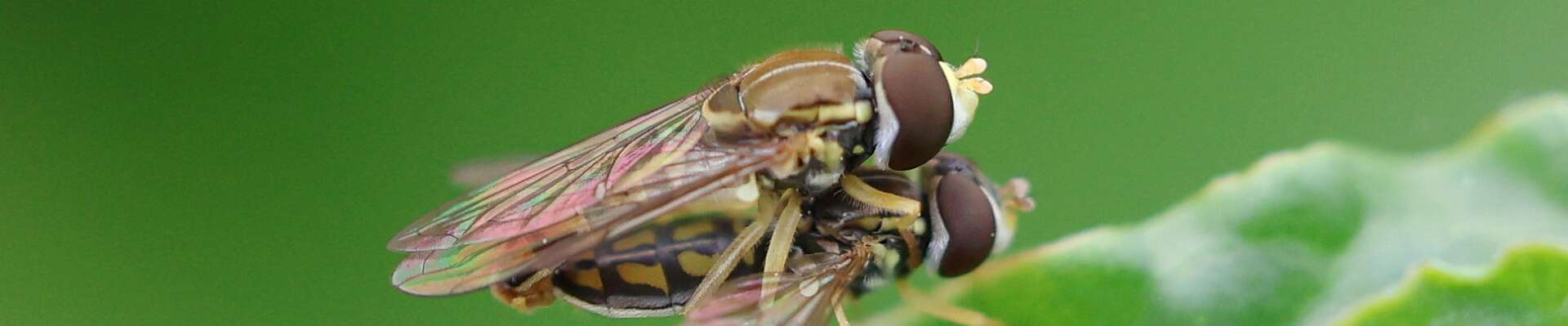 Click to show or hide the buttons