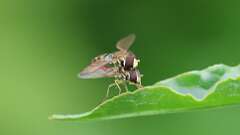 1: Eastern Calligrapher flies 6M2_0037