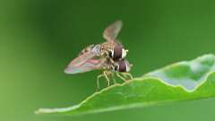 2: Eastern Calligrapher flies 6M2_0070