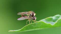 3: Eastern Calligrapher flies 6M2_0076