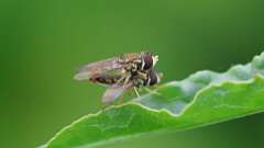 4: Eastern Calligrapher flies 6M2_0082