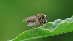 5: Eastern Calligrapher flies 6M2_0088