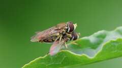 6: Eastern Calligrapher flies 6M2_0132