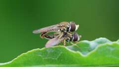 7: Eastern Calligrapher flies 6M2_0162