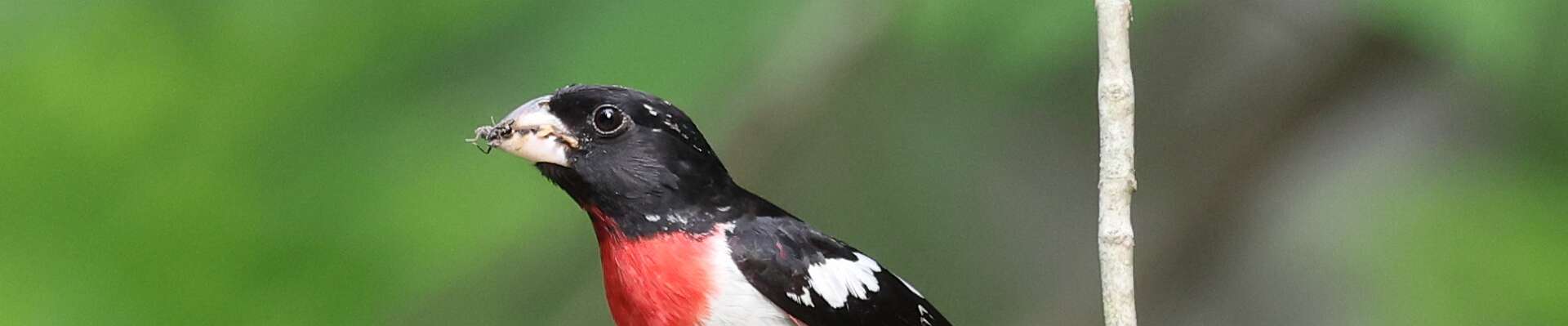 Click to show or hide the buttons