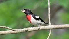 1: Rose-breasted Grosbeak 0C3_0109