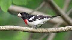 2: Rose-breasted Grosbeak 0C3_0163