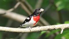 3: Rose-breasted Grosbeak 0C3_0208