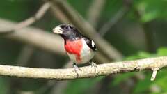 4: Rose-breasted Grosbeak 0C3_0226